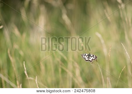 A Stony Meadow With Resting Marbled White (melanargia Galathea)
