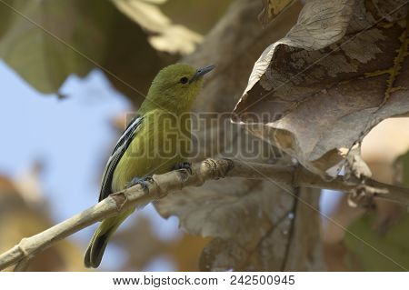 Common Iora That Sits In The Tree Crown Among Dry And Living Leaves