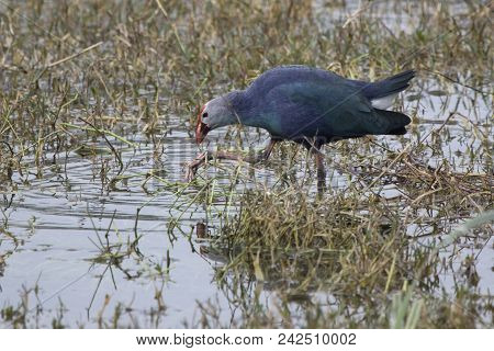 Purple Swamphen That Walks In Shallow Water And Feeds On The Stems Of Aquatic Vegetation