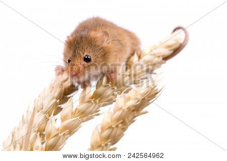 Micromys minutus or Harvest Mouse in wheat field