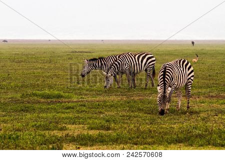 Zebra Species Of African Equids Horse Family United By Their Distinctive Black And White Striped Coa