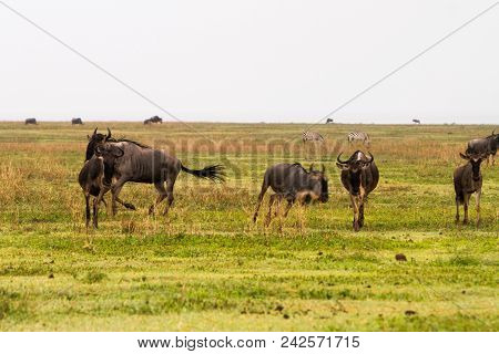 Field With Zebras And Blue Wildebeest