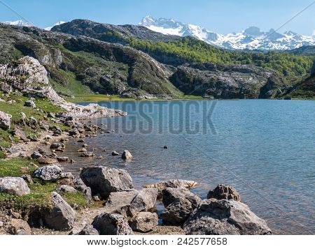 Covadonga Lakes. Ercina Lake In The Picos De Europa National Park, Spain, Asturias. Snow On The Moun