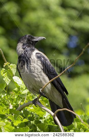 A Eurasian Magpie, Sitting On A Thin Branch, Also Known As Common Magpie. Pica Pica Close Up