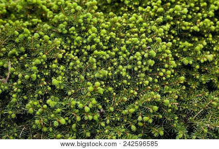 Green Spruce Pine Tree Needles Texture In The Garden. Texture.