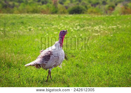 The Turkey-cock Goes To The Field On A Green Grass, A Bird A Turkey Agriculture.