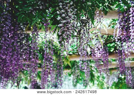 Wisteria Flowers In A Park. Wisteria Blossom On Mainau Island, Germany.
