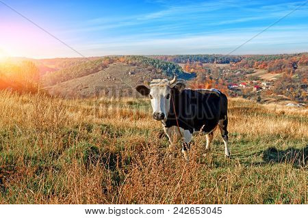 One Horned Black And White Cow In A Full Height Is Grazing On The Autumn Glade And Staring At The Ca