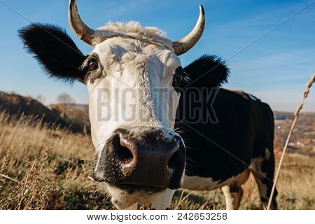 Close-up Face Of Horned Black And White Cow Outdoor. Cow Staring And At The Camera And Sniffing It