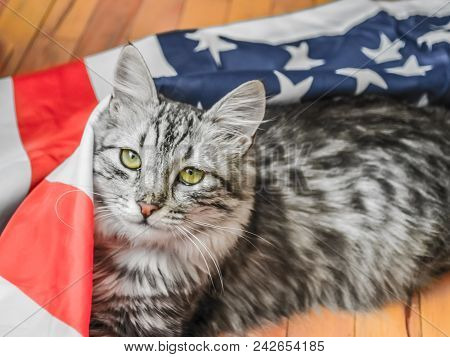 The Grey Striped Cat Is Resting Patriotically On The Star-striped American Flag. A Celebration Of Am