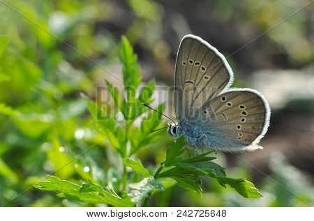 Cyaniris Semiargus, Mazarine Blue Butterfly. Small Blue Butterfly In Natural Habitat