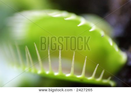 Venus Flytrap