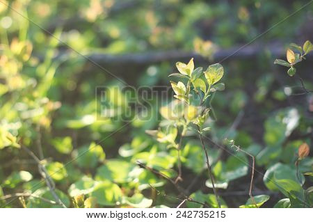 Closeupview Of Fresh Green Leafs On Blurred Background In The Forest In Spring As Background