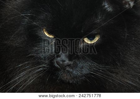 Black Cat With Yellow Eyes On A Dark Background Darkness