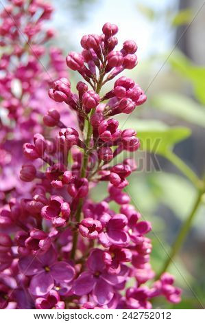 The Flowers Of The Blue Lilac Almost Blossomed In The Spring