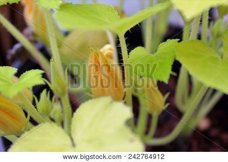 Horizontal Shot Of Yellow Squash Flower Blossom