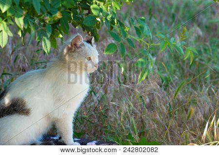 A White Cat Sits On The Ground In The Grass Under A Tree And Looks In Front.