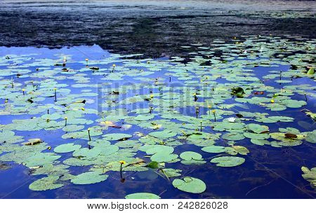 Leaves Of Water Lilies Floating Above The Pond Water In Spring