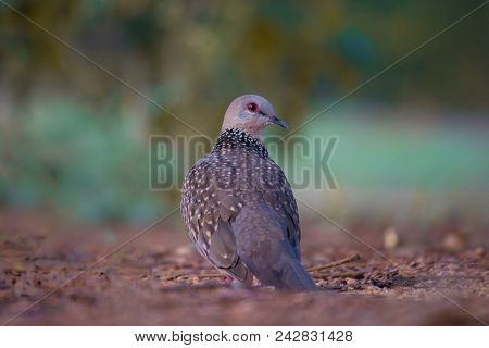 Pigeons And Doves Constitute The Animal Family Columbidae And The Order Columbiformes, Which Include