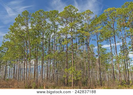 Longleaf Pines In The Okefenokee Swamp In Georgia