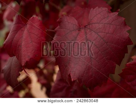 Red Autumn Leaves Still On The Vine