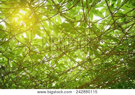 Bright Young Green Foliage. Bottom View. Abstract Background