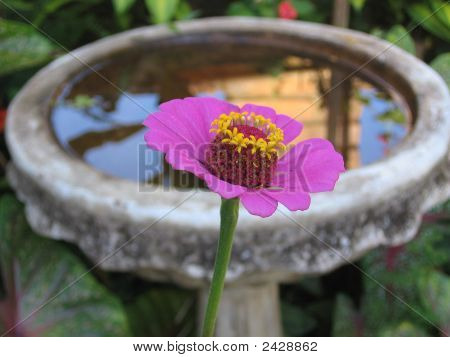 Koupací miska pro ptáky květ