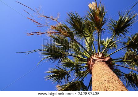 Flowering Washington Palm Tree Or Mexican Fan Palm,washingtonia Robusta Against Blue Sky In Tenerife