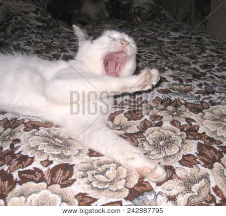 White Cat Yawning Lying On A  Coverlet