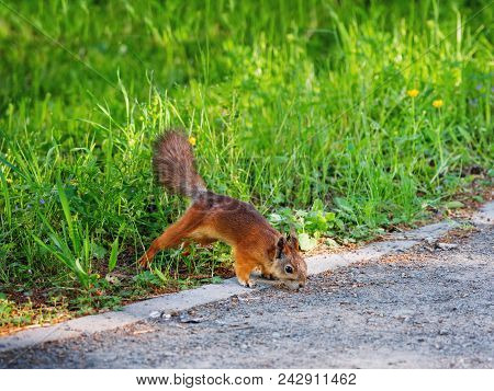 Ginger Squirrel In Green Grass. Rodent Is Seaching For Food. Spring Natural Background.