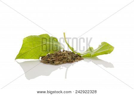 Salvia Divinorum Fresh And Dried Leaves Isolated On White Background.