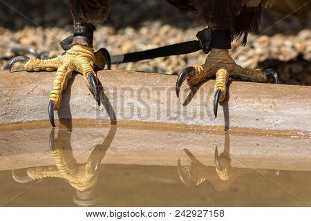 Falconry. Bald Eagle Talons With Falconers Leather Jesses. Close Up Of Bird Of Prey Feet On Water Bo