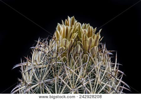 Cactus Echinomastus Laui With Flower Isolated On Black.