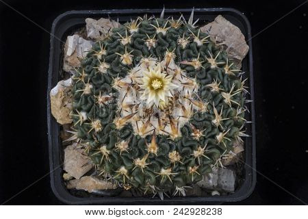 Cactus Echinofossulocactus With Flower Isolated On Black