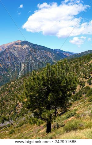 Rural Alpine Meadow Surrounded By Pine Trees With Mt Badden Powell Beyond Taken In The San Gabriel M