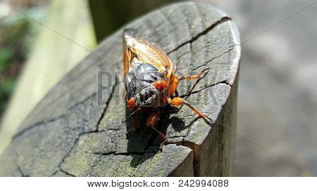 Cicada  Cicadidae On A Wooden Stump Fence Post