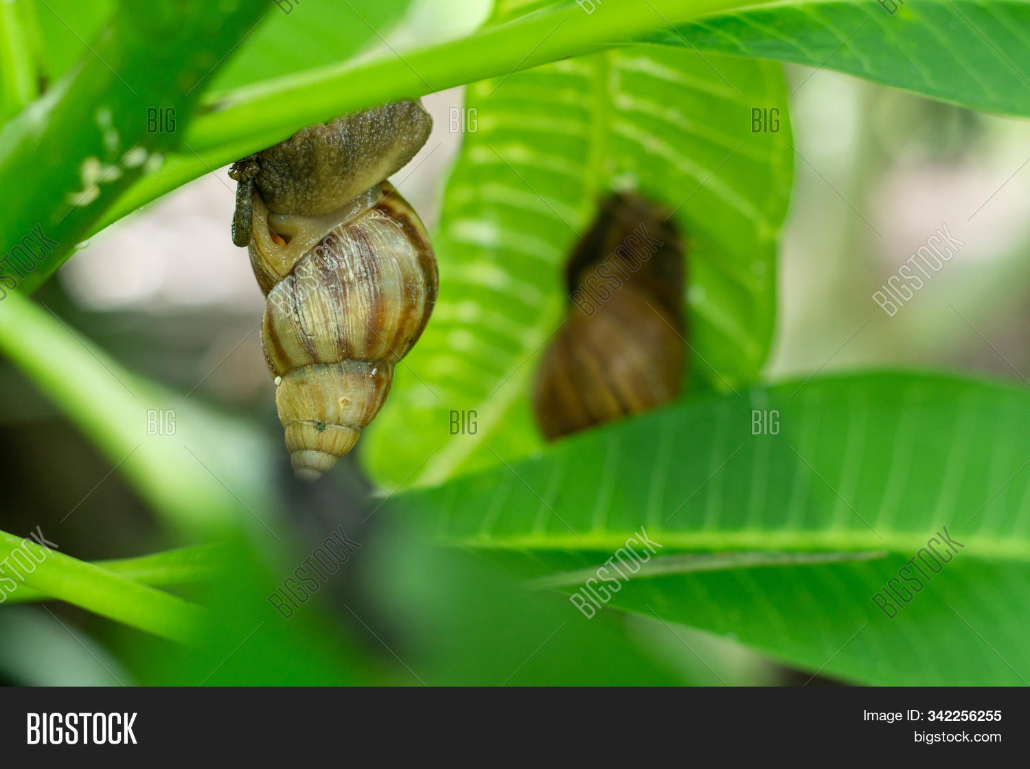 Many Snails Bite Eat Image & Photo (Free Trial) Bigstock