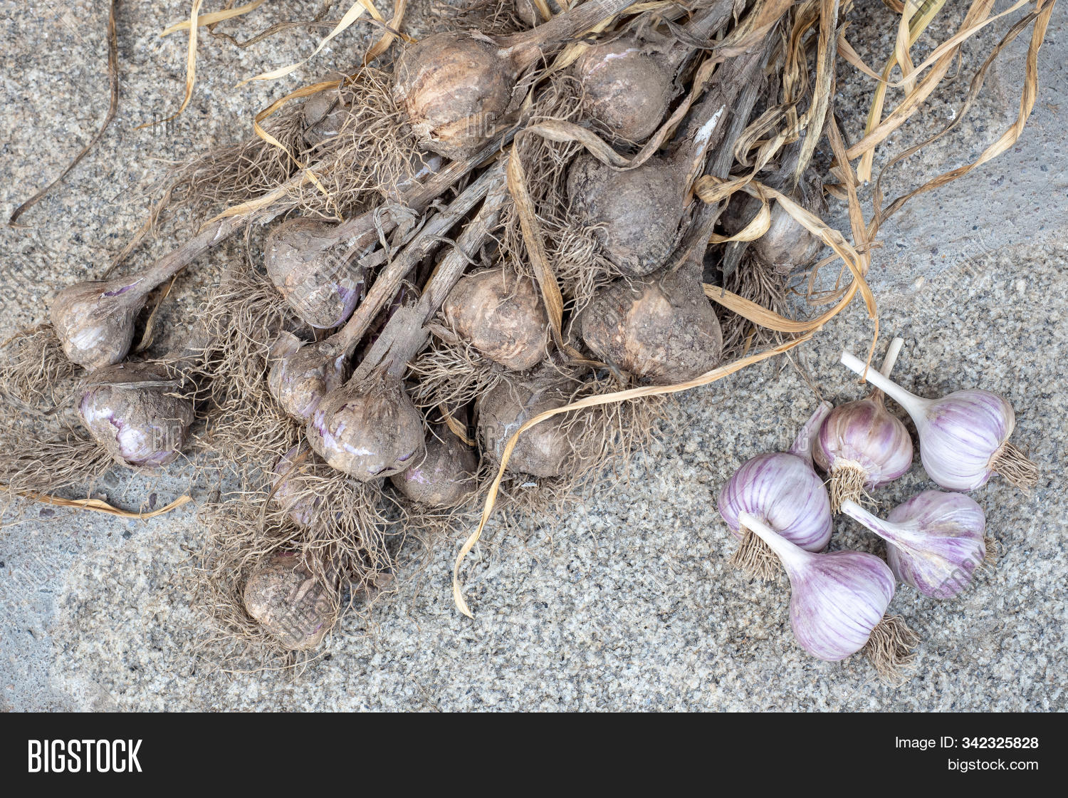 Harvesting Garlic Image & Photo (Free Trial) | Bigstock
