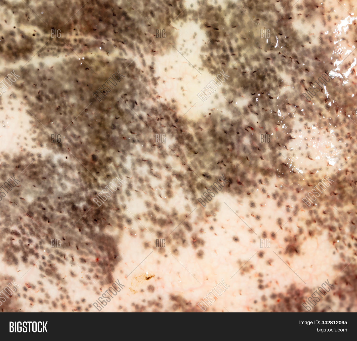 Skin On Catfish Fish Image & Photo (Free Trial) | Bigstock