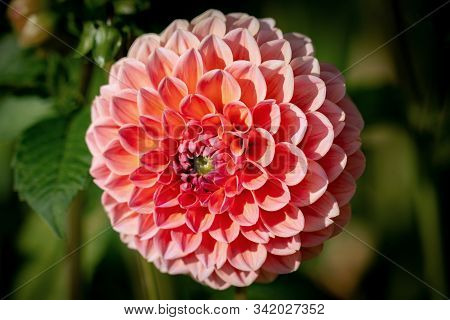 Detailed Close Up Of A Beautiful Orange And Pink Decorative 