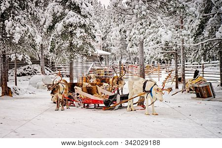 Reindeer Sled At Winter Snow Forest In Rovaniemi Finland Lapland