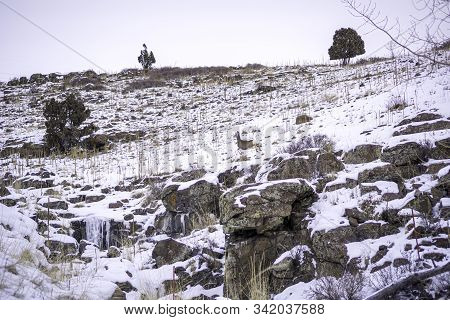 Mule Deer In The Snow On North Table Mountain In Colorado.