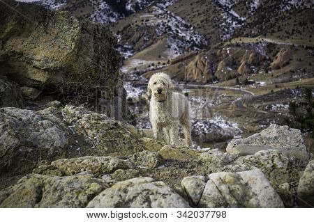 Labradoodle In The Rocks Of The Front Range Of Colorado.