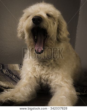 Labradoodle Was A Bit Bored On A Traildog Artisans Studio Shoot.