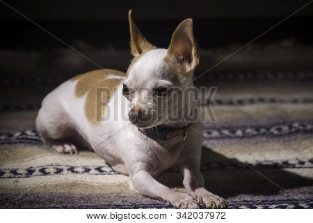Hairless Chihuahua Resting On Beautiful Mexican Blanket.