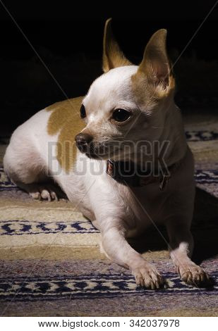 Hairless Chihuahua Resting On Beautiful Mexican Blanket.