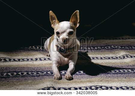 Hairless Chihuahua Resting On Beautiful Mexican Blanket.