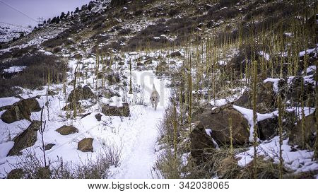 Labradoodle Trail Dog On A Colorado Trail In The Snow.