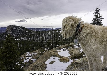 Labradoodle Trail Dog On A Colorado Peak In The Snow.