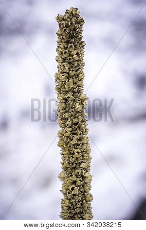 Colorado Plant Seed Pods Fin The Winter.